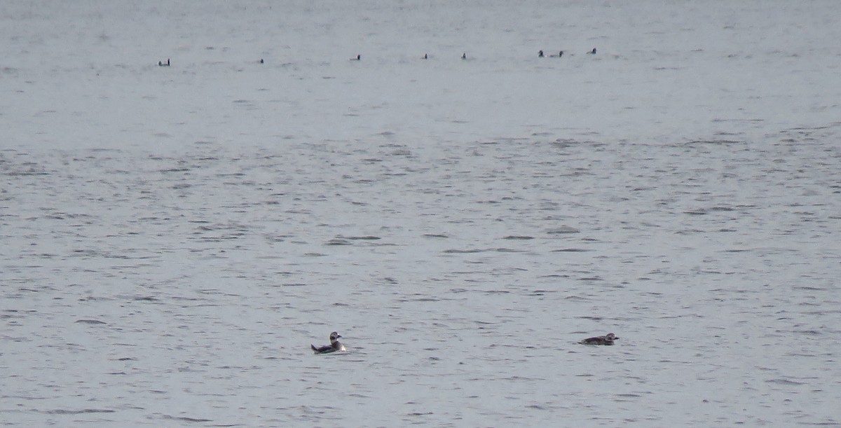 Long-tailed Duck - ML134023081