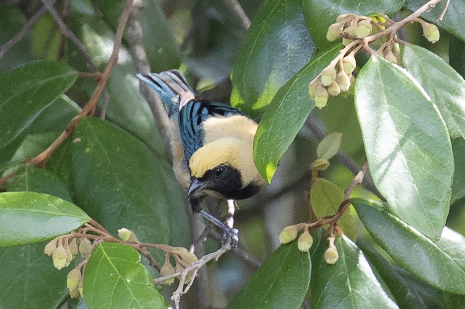 Burnished-buff Tanager - ML134025271