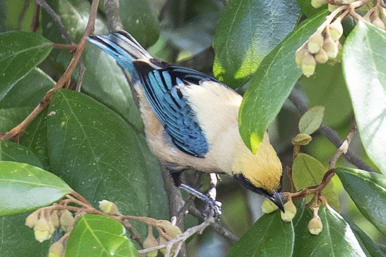 Burnished-buff Tanager - ML134025381