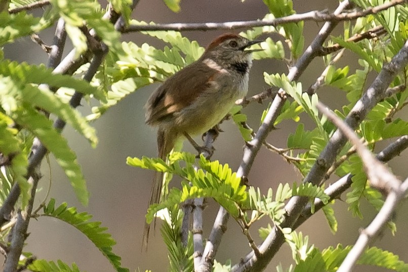 Pale-breasted Spinetail - ML134025791