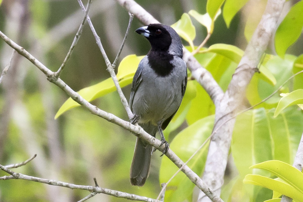 Black-faced Tanager - ML134026531