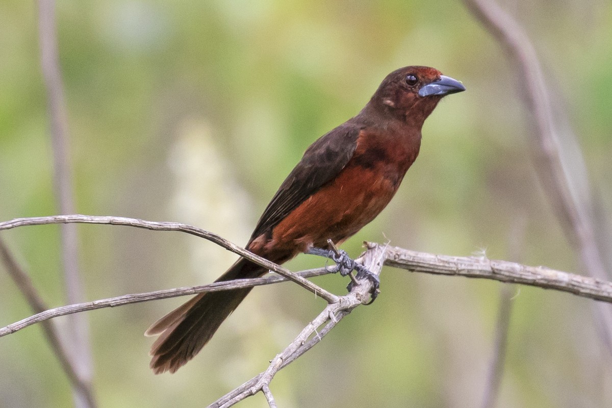 Silver-beaked Tanager - ML134026641