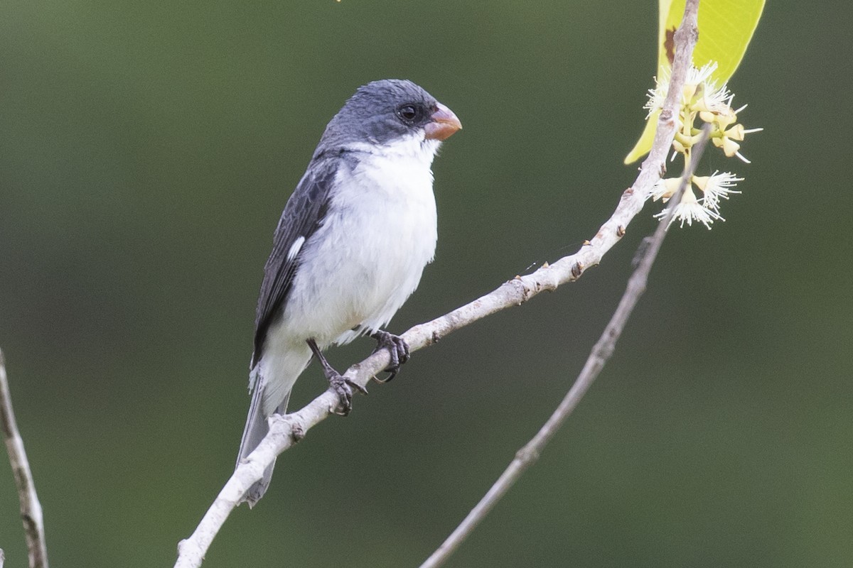 White-bellied Seedeater - ML134027661