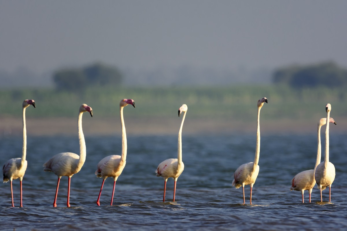 Greater Flamingo - ML134028201