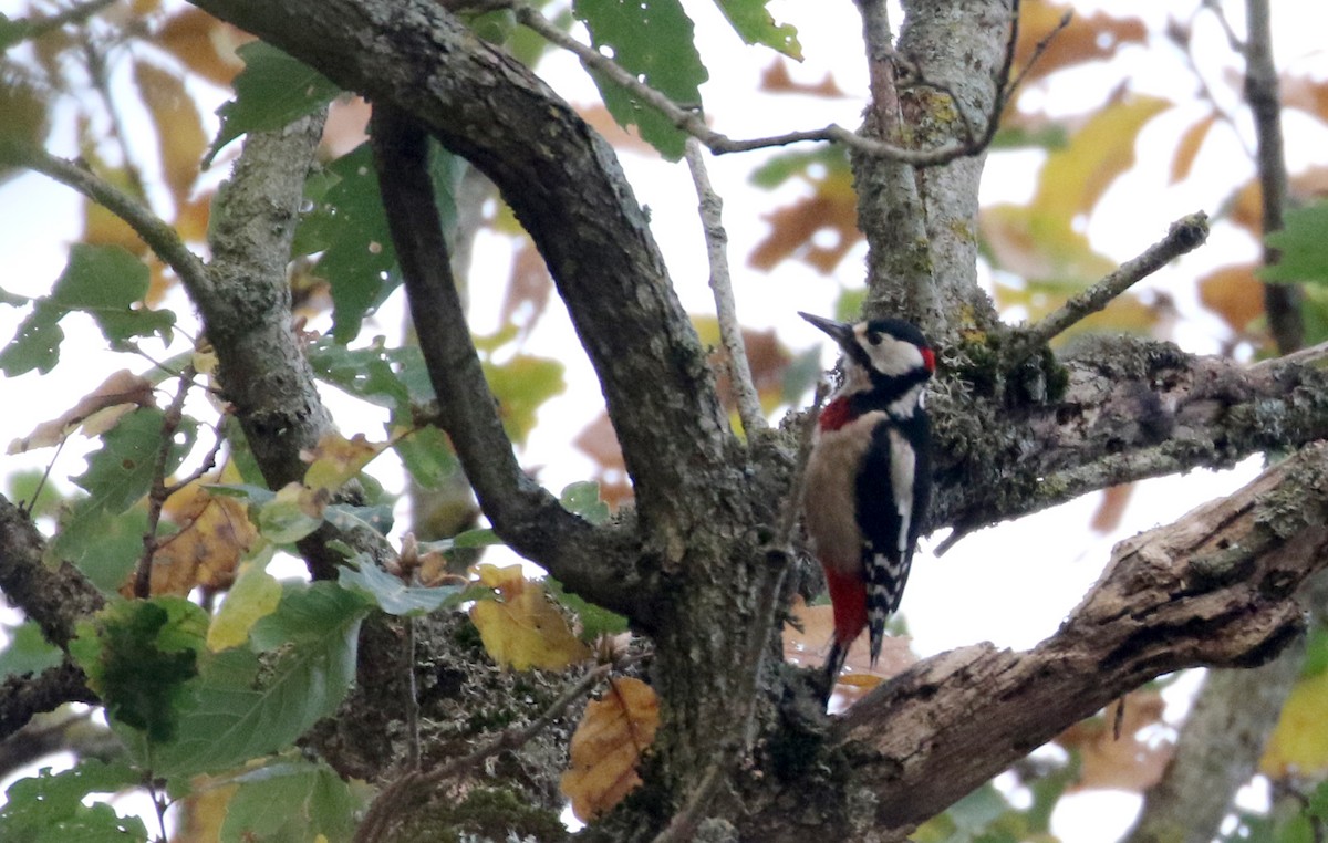 Great Spotted Woodpecker (Atlas) - ML134036001