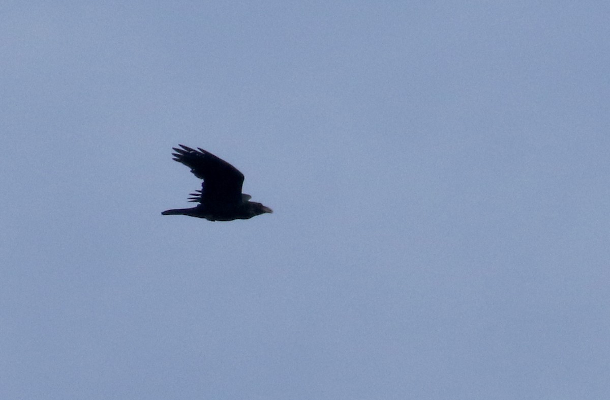 Common Raven - ML134038811