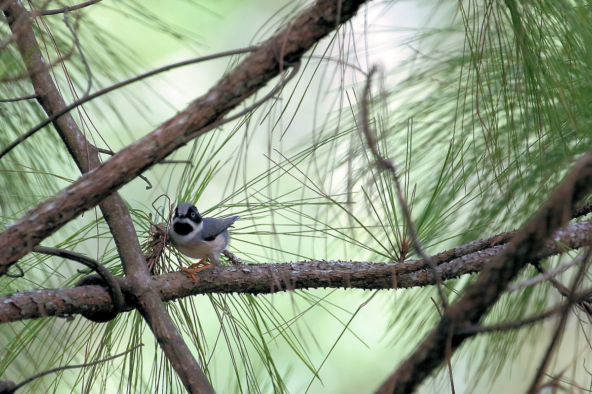 Black-throated Tit (Gray-crowned) - ML134045971