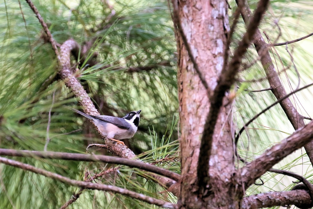 Black-throated Tit (Gray-crowned) - ML134045981