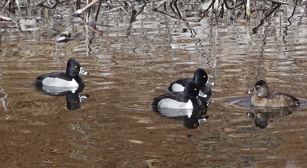 Ring-necked Duck - Richard and Janice Drummond