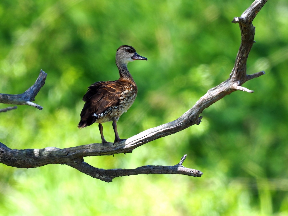 Spotted Whistling-Duck - Len and Chris Ezzy
