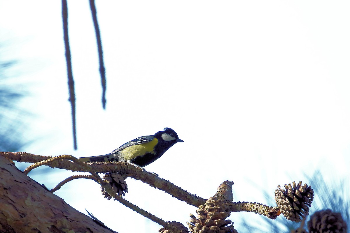 Green-backed Tit - ML134047951