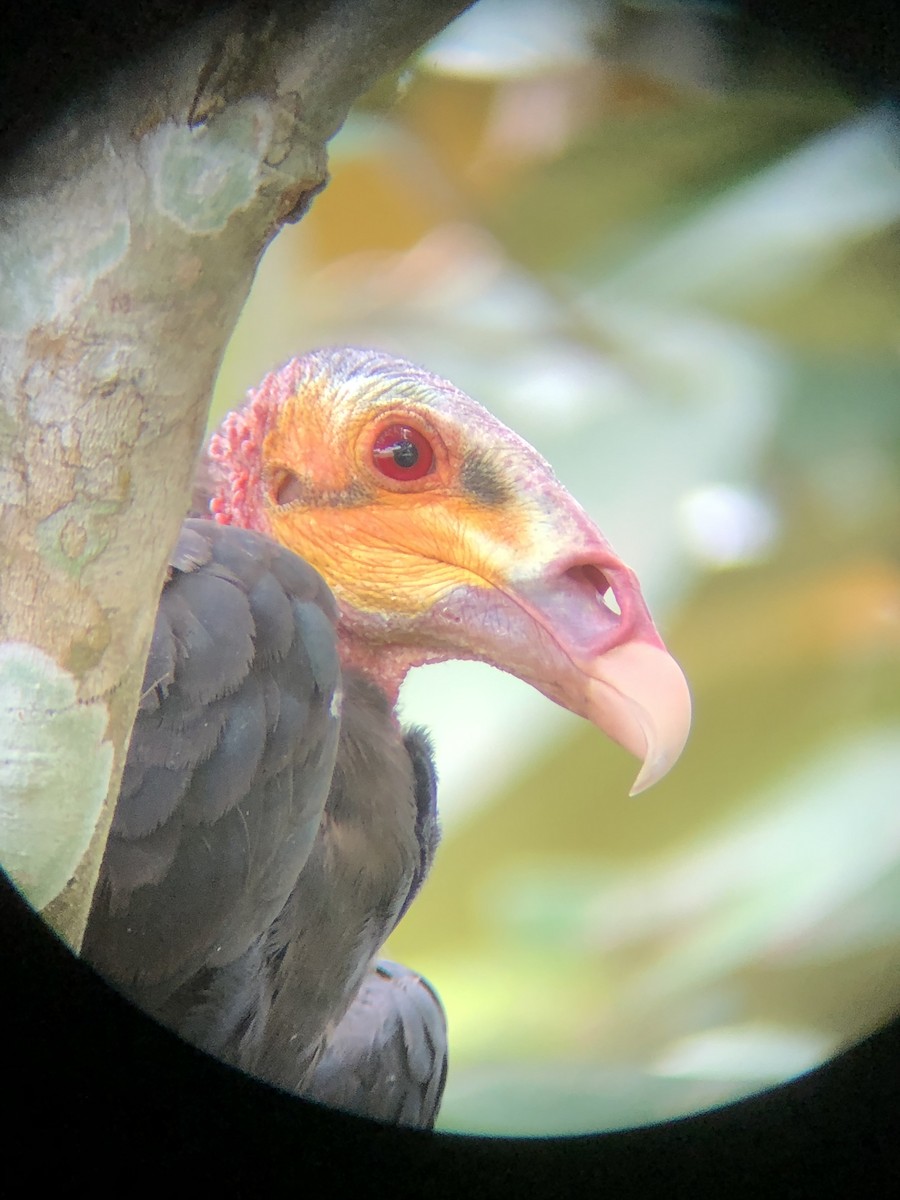 Lesser Yellow-headed Vulture - ML134048181