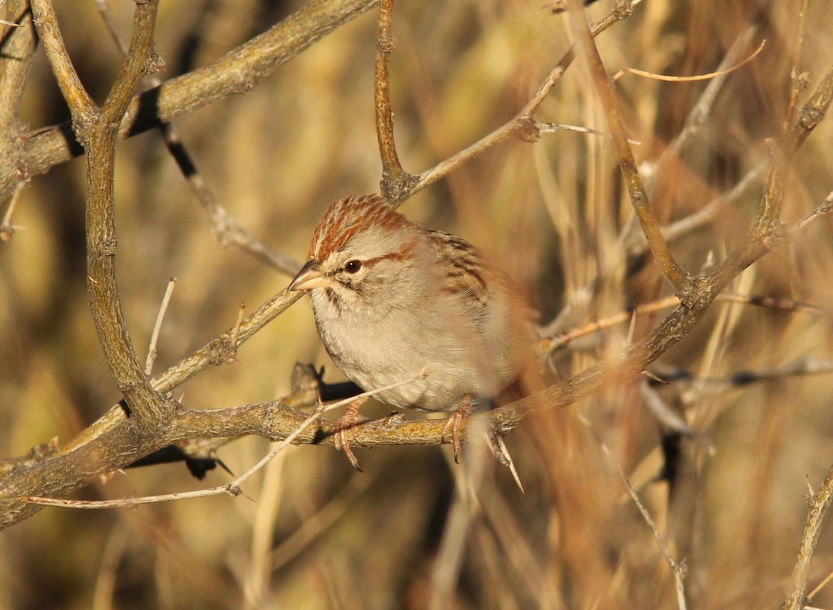 Rufous-winged Sparrow - Caleb Putnam