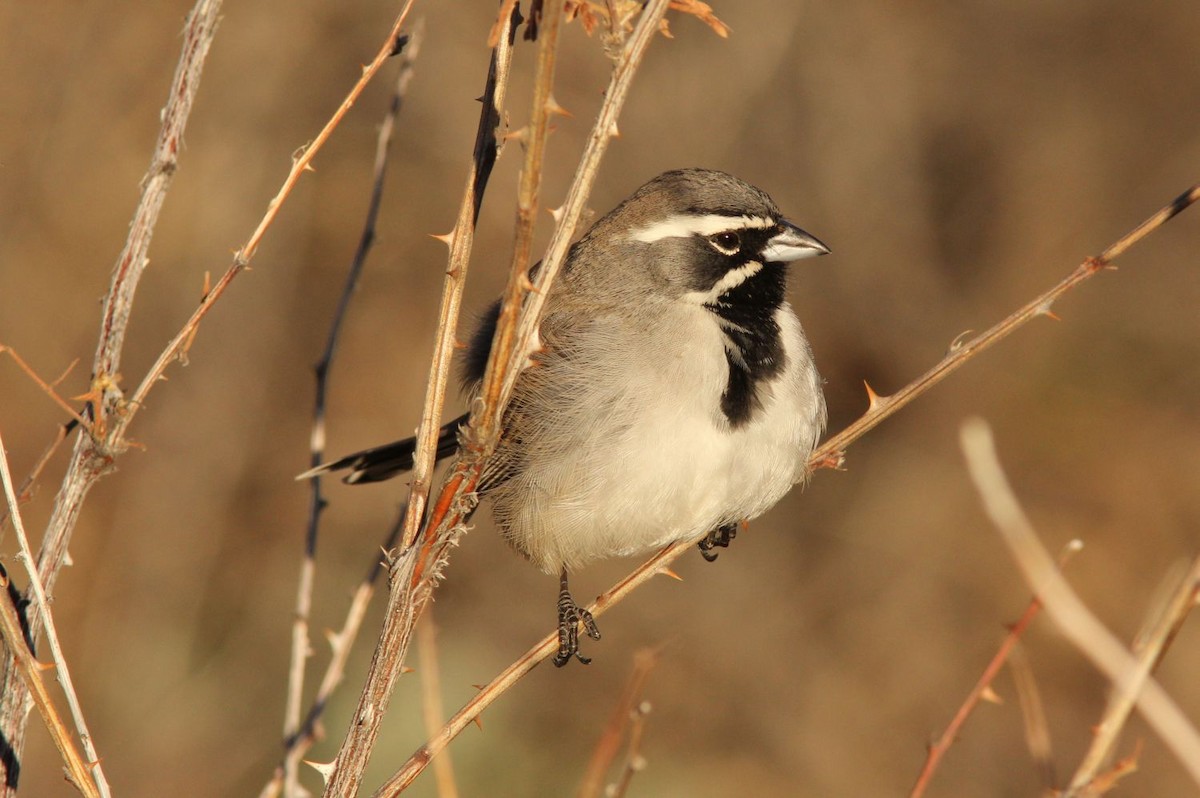 Black-throated Sparrow - Caleb Putnam