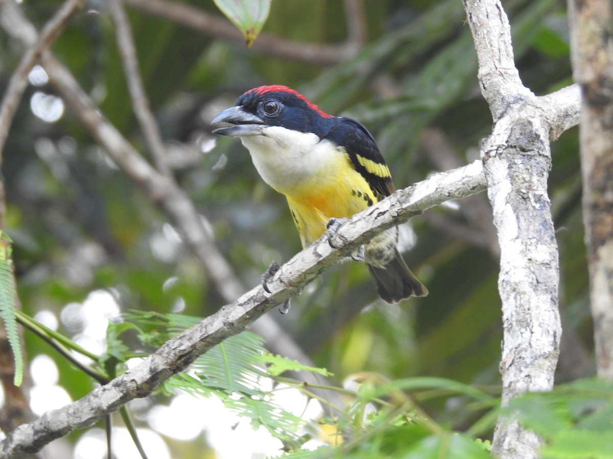 Five-colored Barbet - Julio Calderón Birding Tour Guide 🦉
