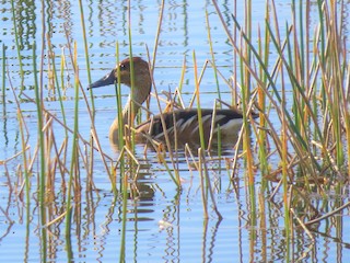 Fulvous Whistling-Duck, ML134052791