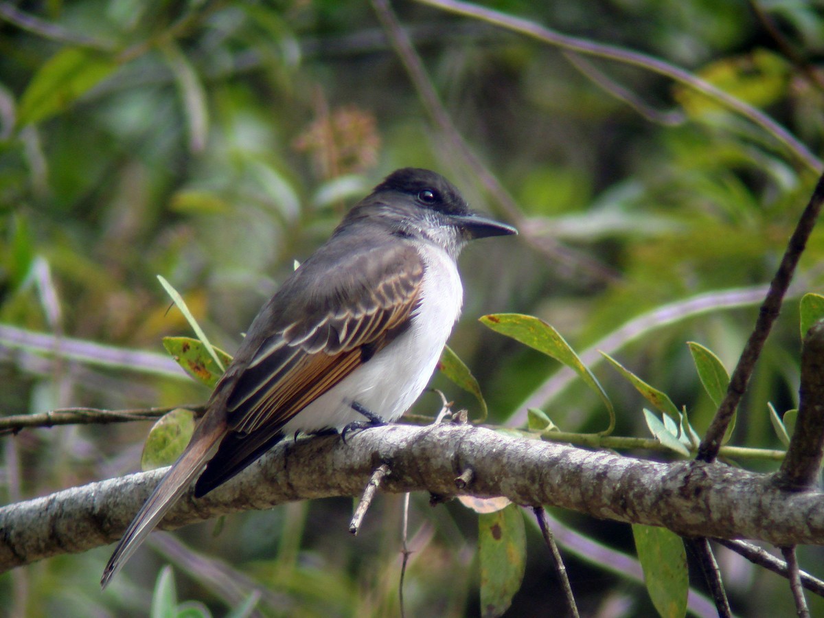 Loggerhead Kingbird (Hispaniolan) - Louis Imbeau