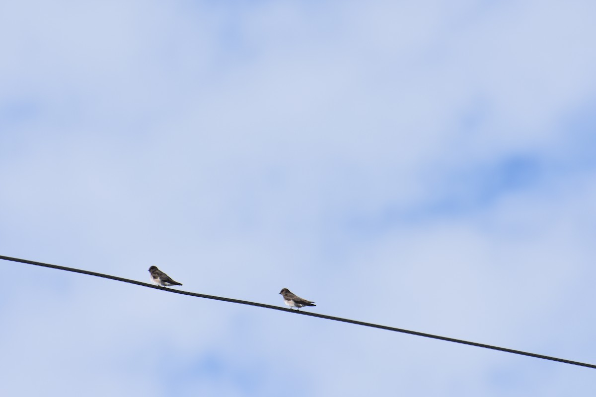 Northern Rough-winged Swallow - ML134059221