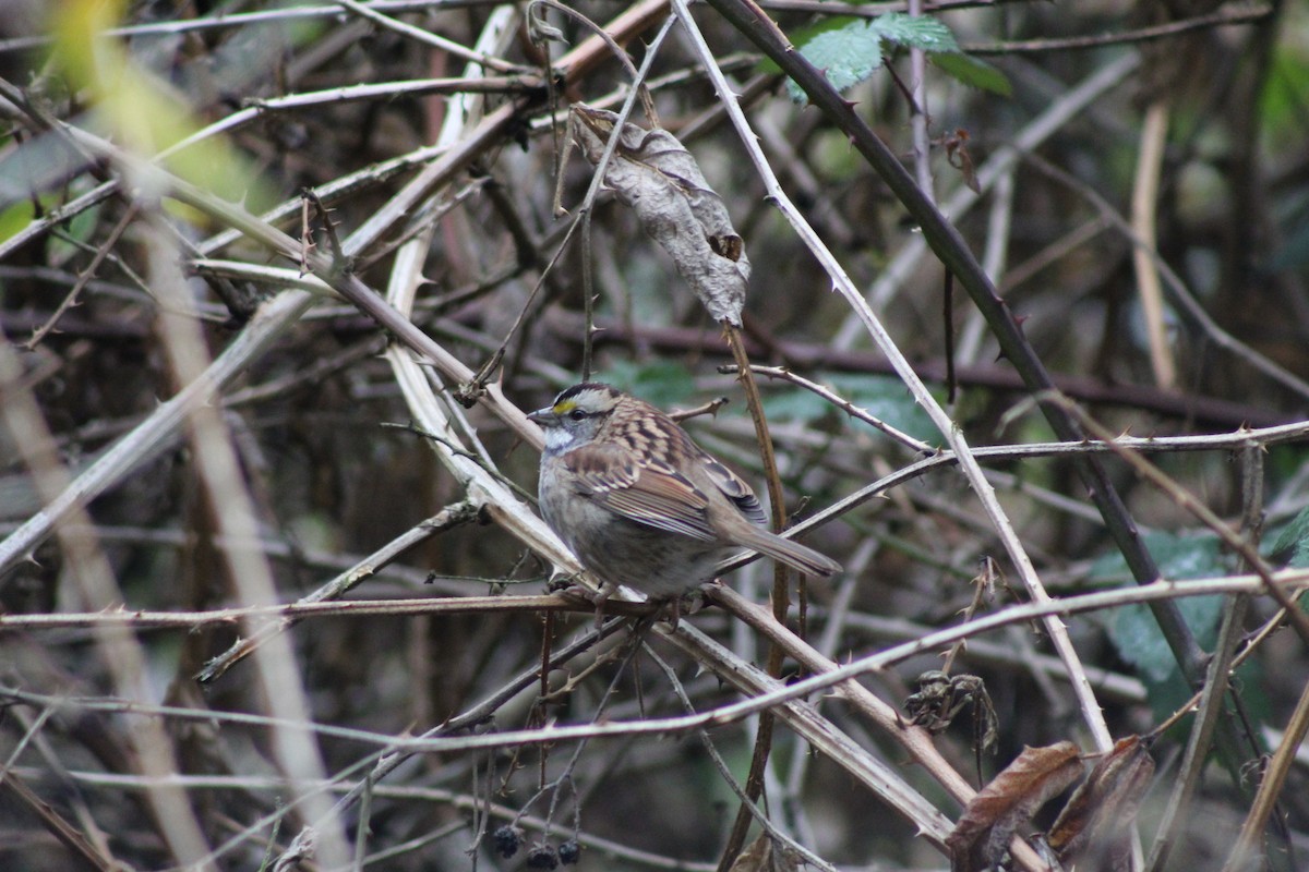 White-throated Sparrow - Dan Kuhlman