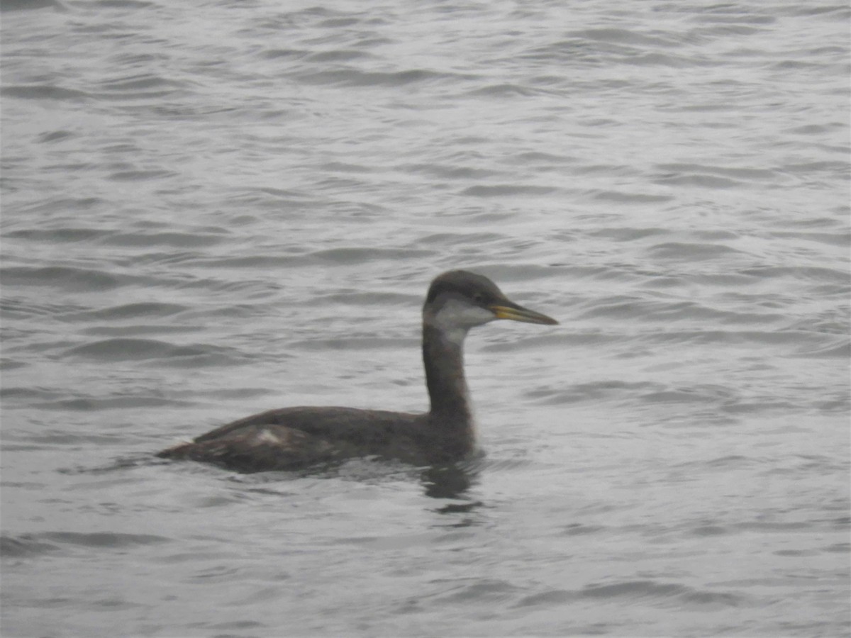 Red-necked Grebe - ML134062351