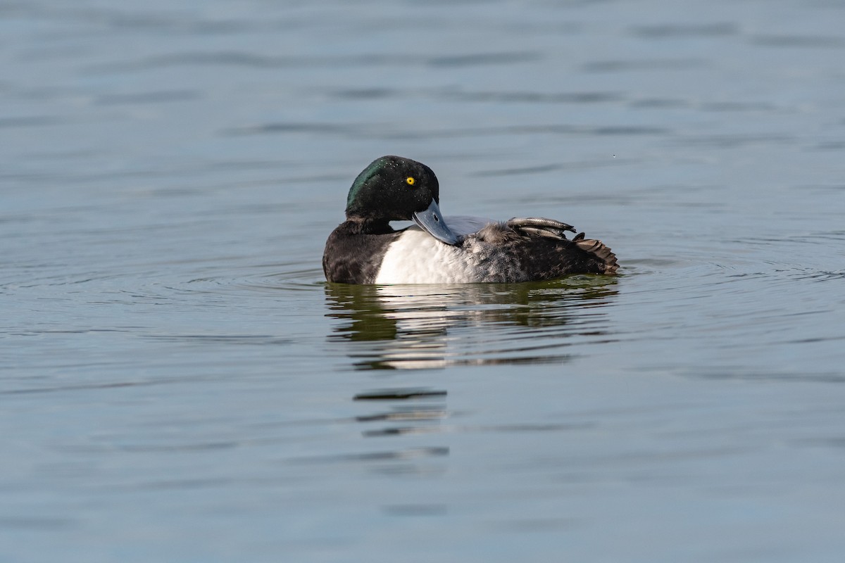 Greater Scaup - ML134065391