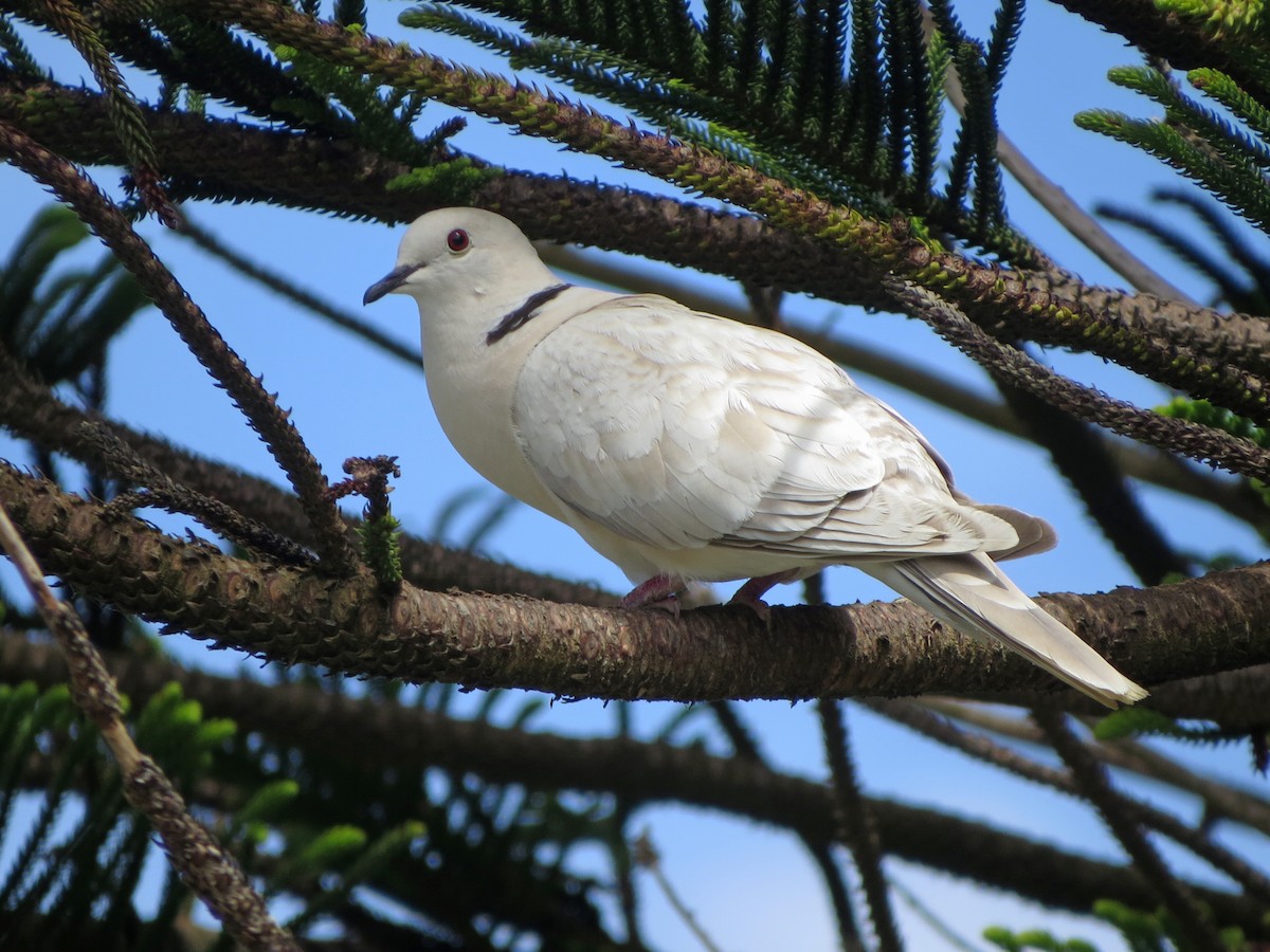 African Collared-Dove - ML134065811
