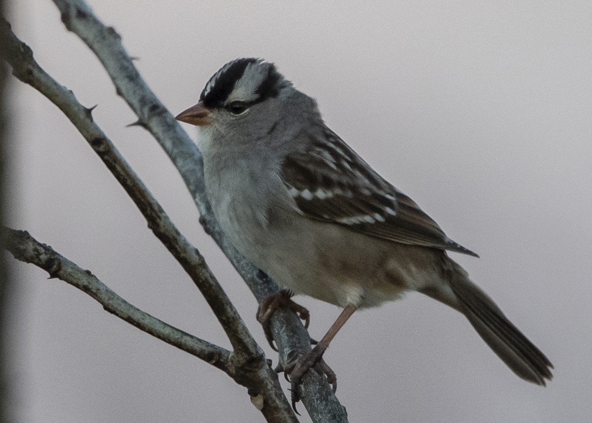 White-crowned Sparrow - Michael Linz