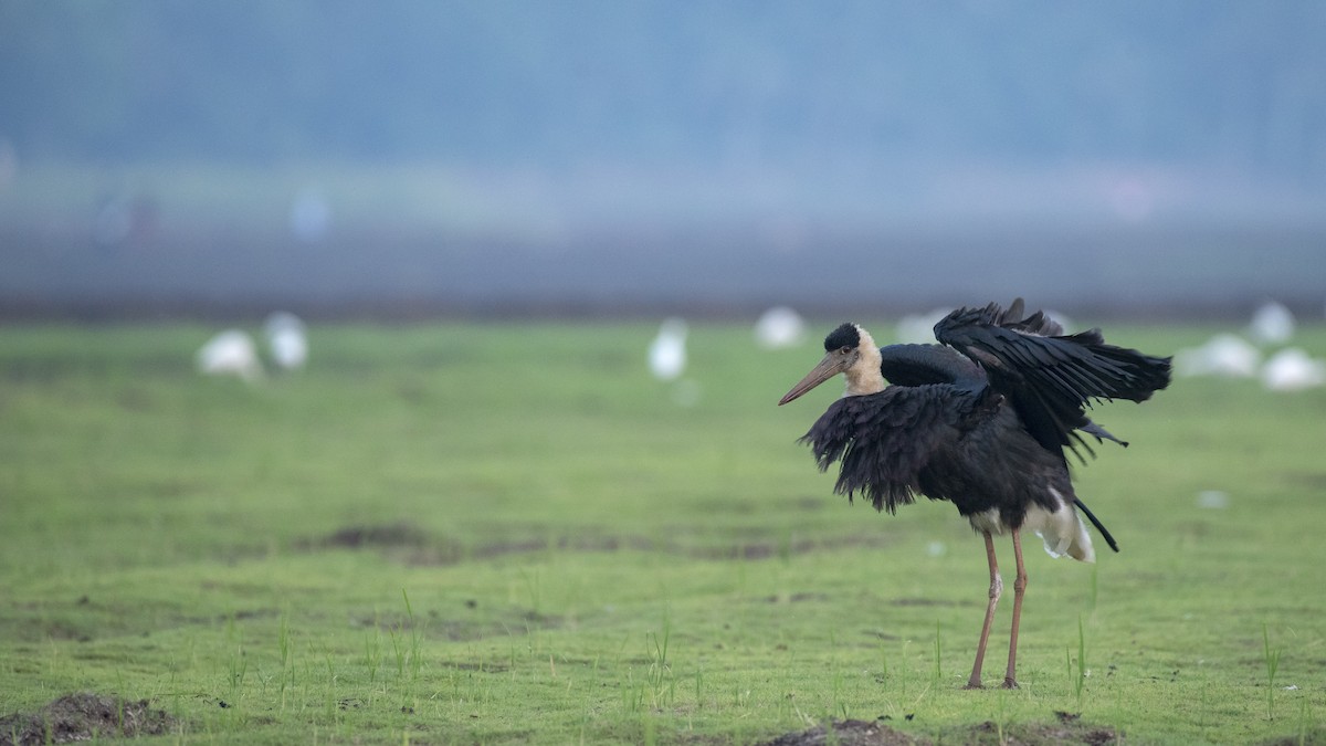 Asian Woolly-necked Stork - Venugopala Prabhu S