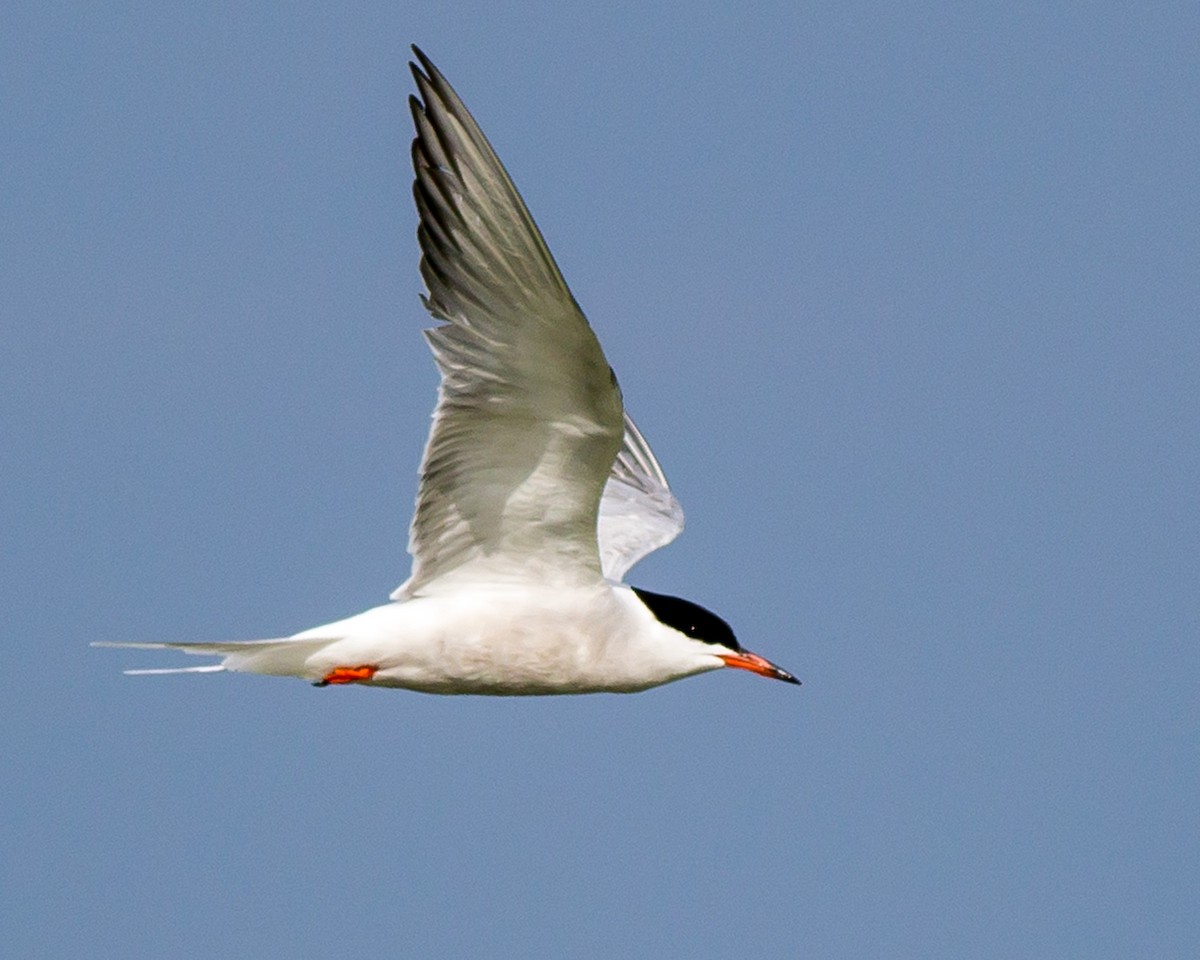 Common Tern - Naseem Reza