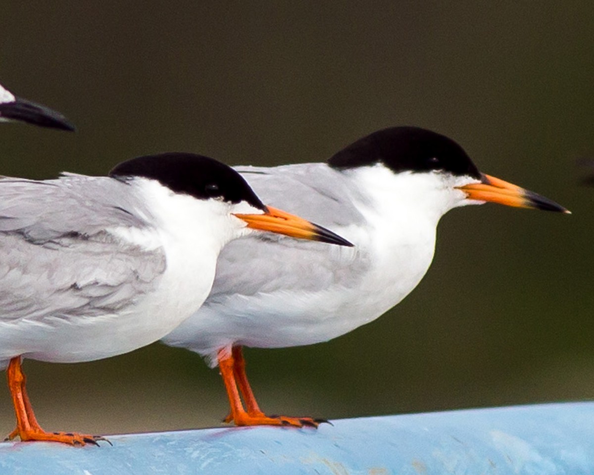 Forster's Tern - Naseem Reza