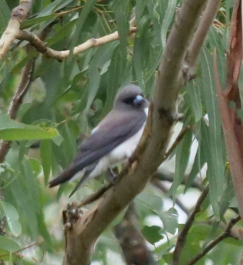 White-breasted Woodswallow - Peter Lowe