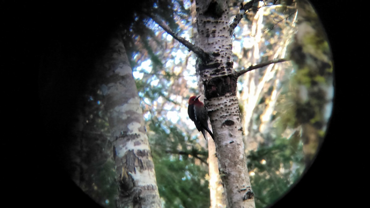 Red-breasted Sapsucker - ML134075341