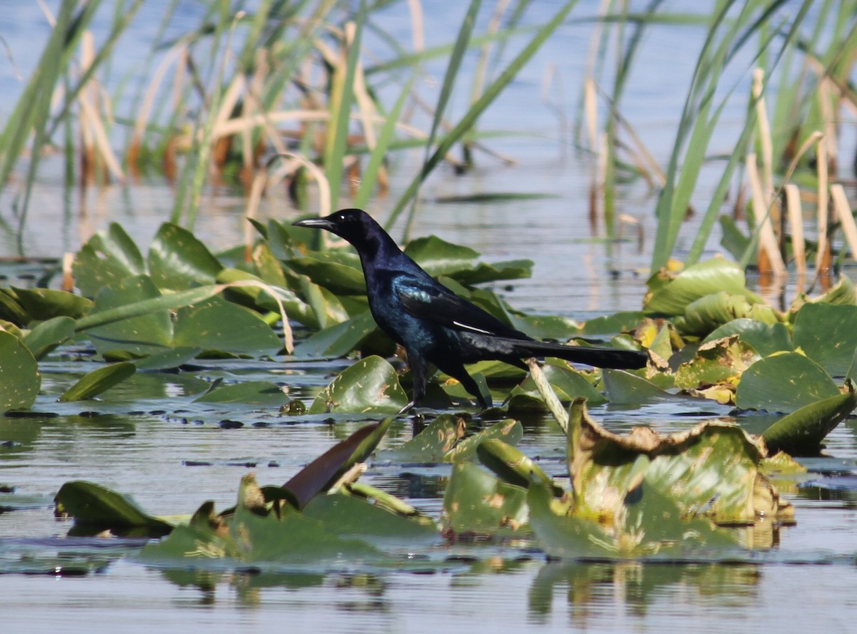 Boat-tailed Grackle - ML134076961