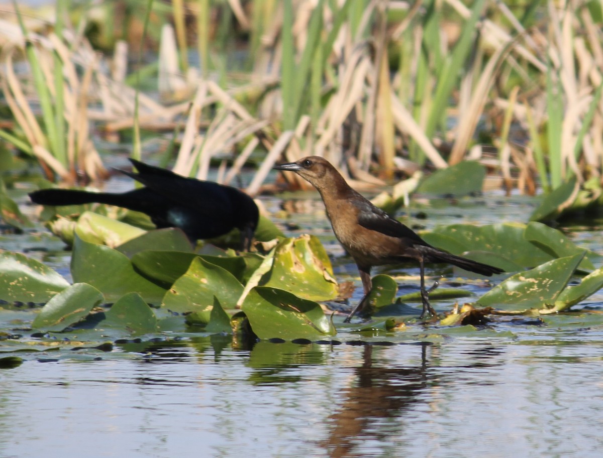 Boat-tailed Grackle - ML134077111