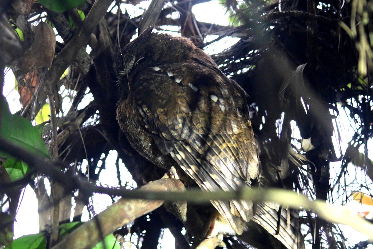 Madagascar Scops-Owl (Rainforest) - Stephen Gast