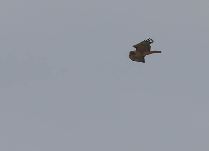 Red-tailed Hawk - ML134079761