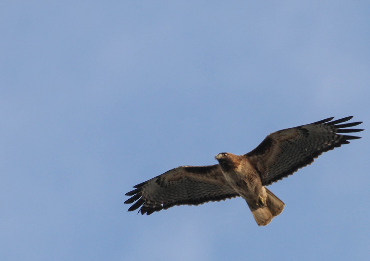 Red-tailed Hawk - ML134079831
