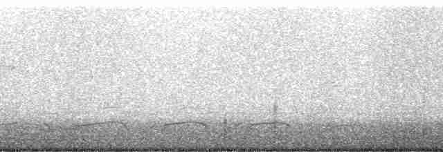 Cuervo Pescador - ML13408