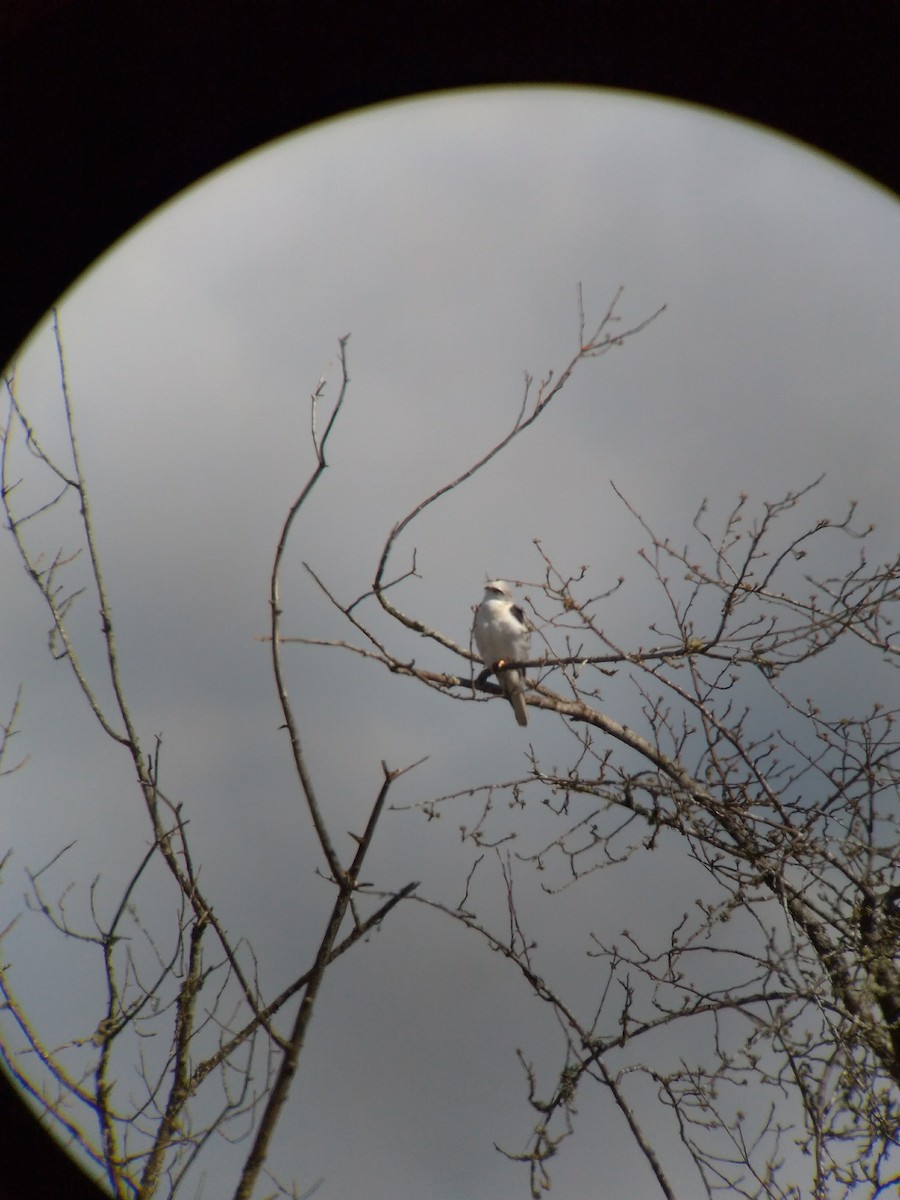 White-tailed Kite - ML134080531