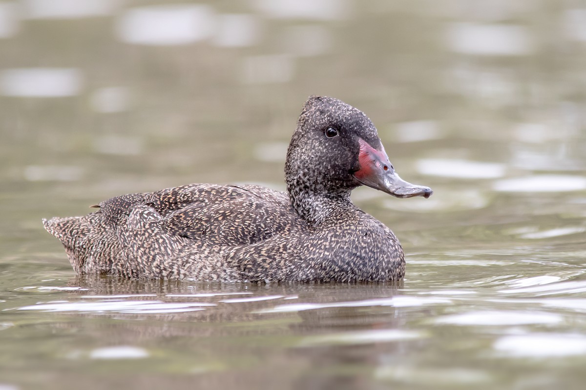Freckled Duck - ML134084221