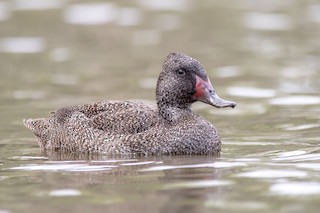 Freckled Duck, ML134084221