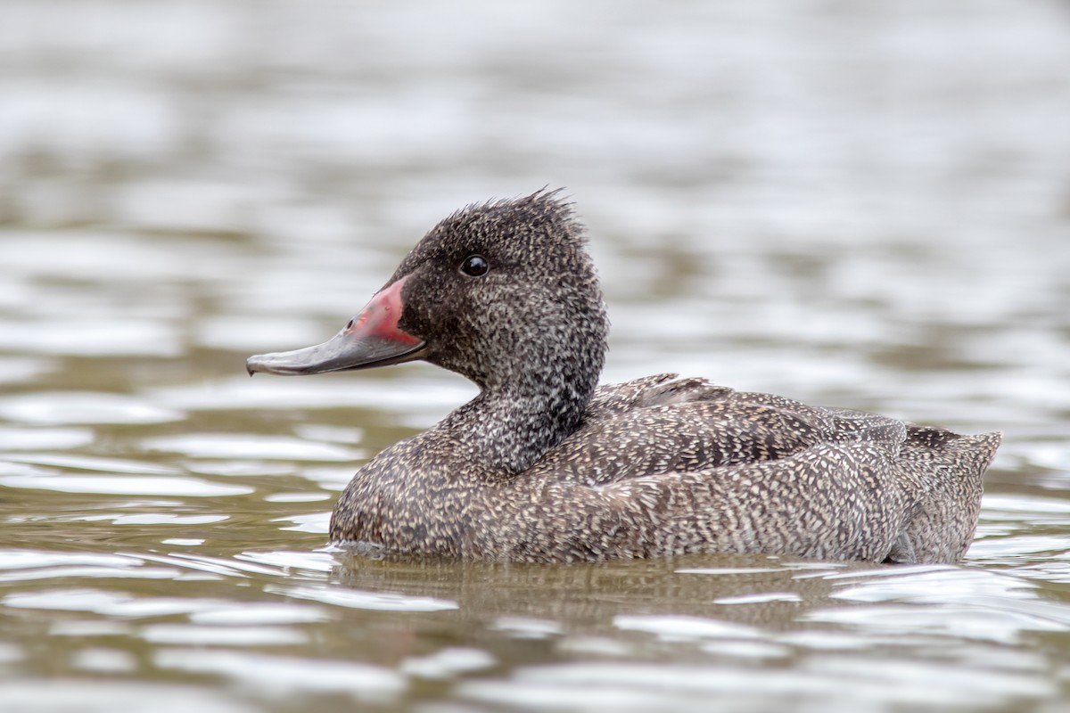 Freckled Duck - ML134084301