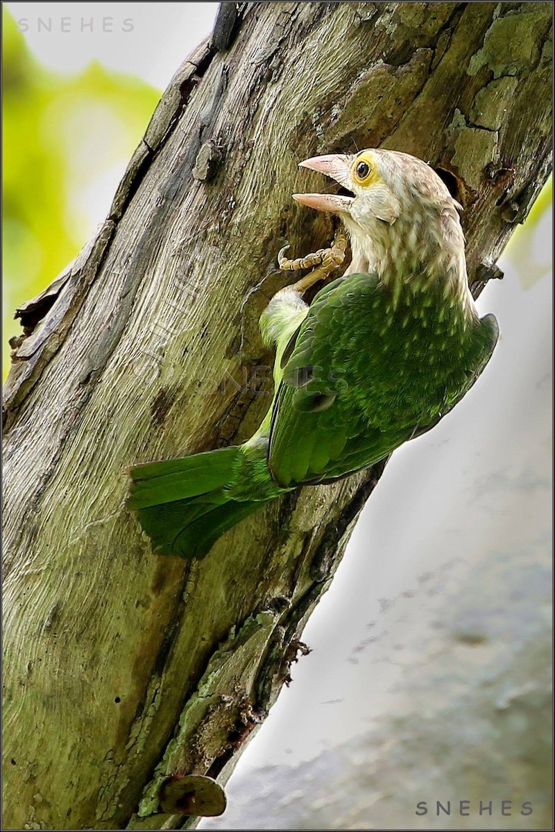 Lineated Barbet - Snehes Bhoumik
