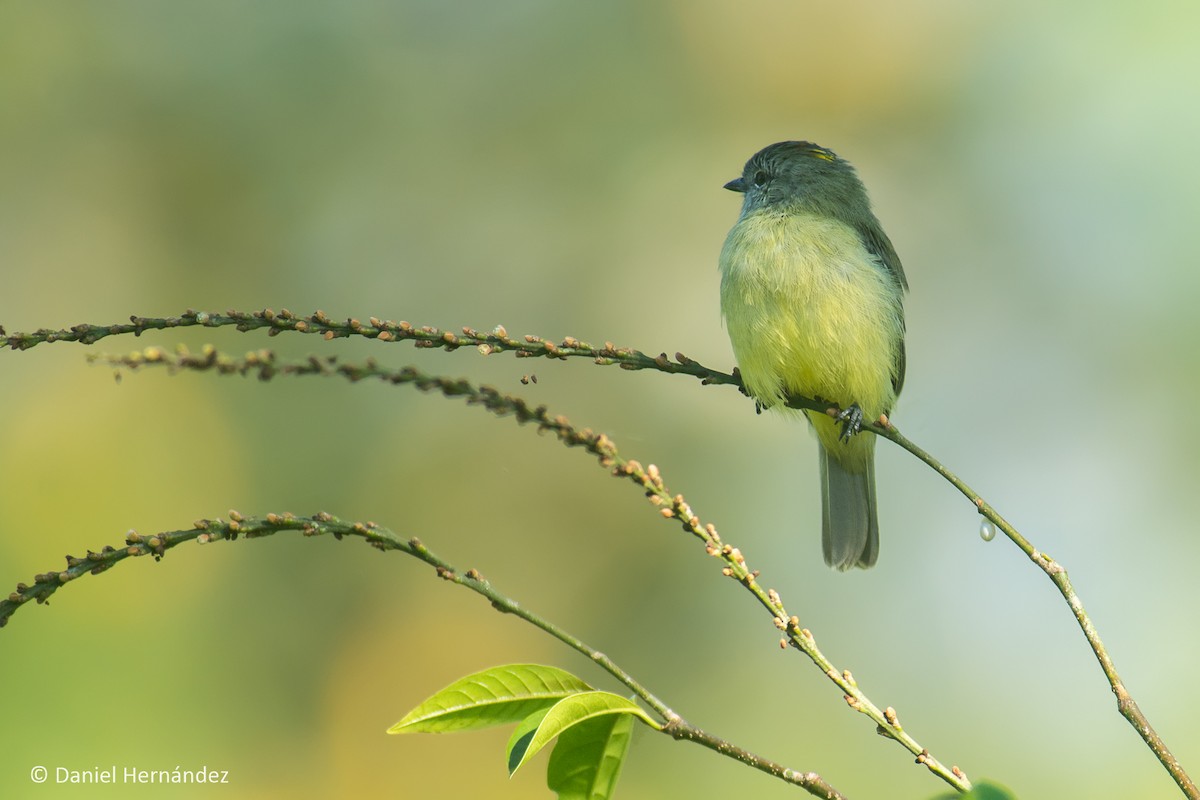 Yellow-crowned Tyrannulet - ML134087821