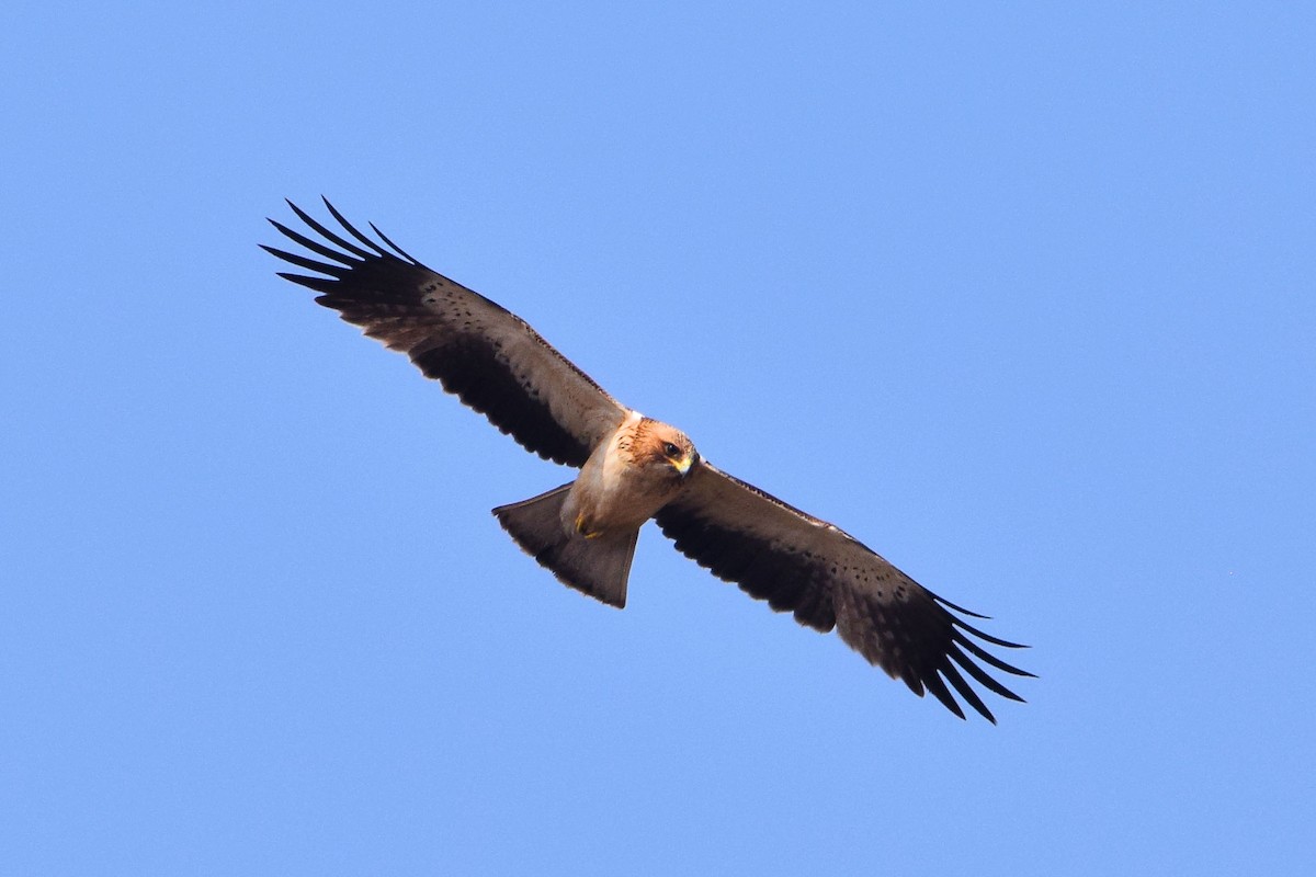 Booted Eagle - M Vinay
