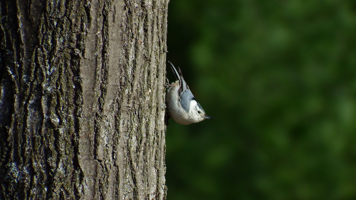 White-breasted Nuthatch - ML134090061