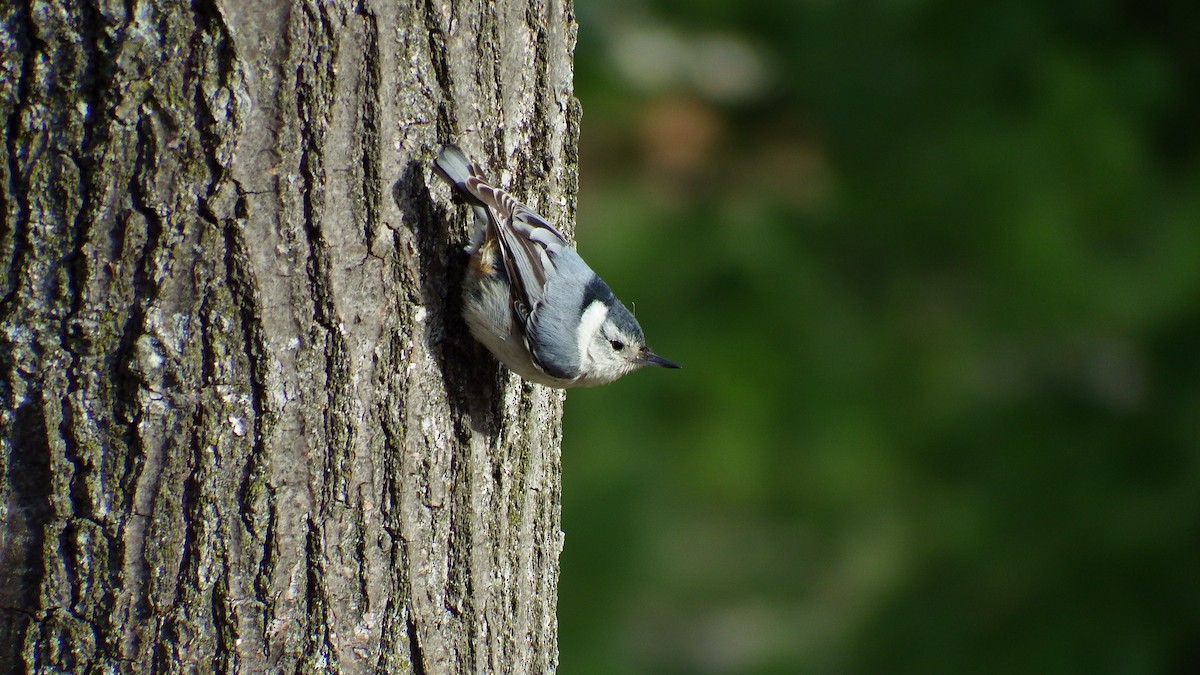 White-breasted Nuthatch - ML134090081