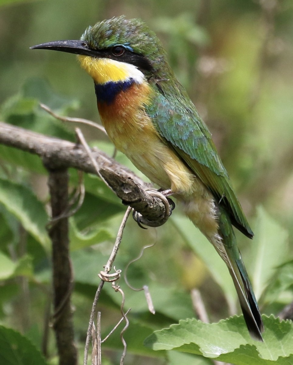 Blue-breasted Bee-eater - ML134090561