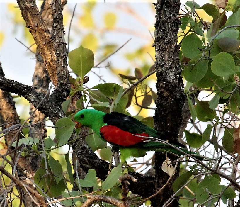 Папужець-червонокрил австралійський - ML134094211