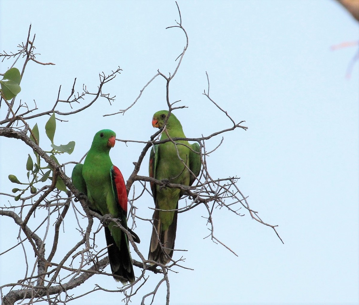 Red-winged Parrot - Berend van Baak